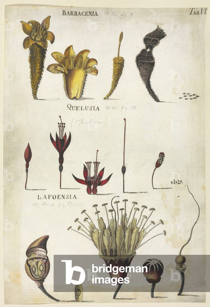 "Barbacenia" 1732