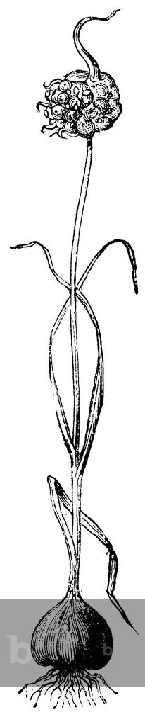 Ail