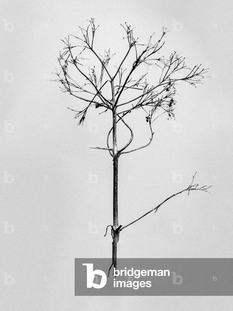 Image of Photography depicting Amid the Flowers 77 2021 by Teis Albers