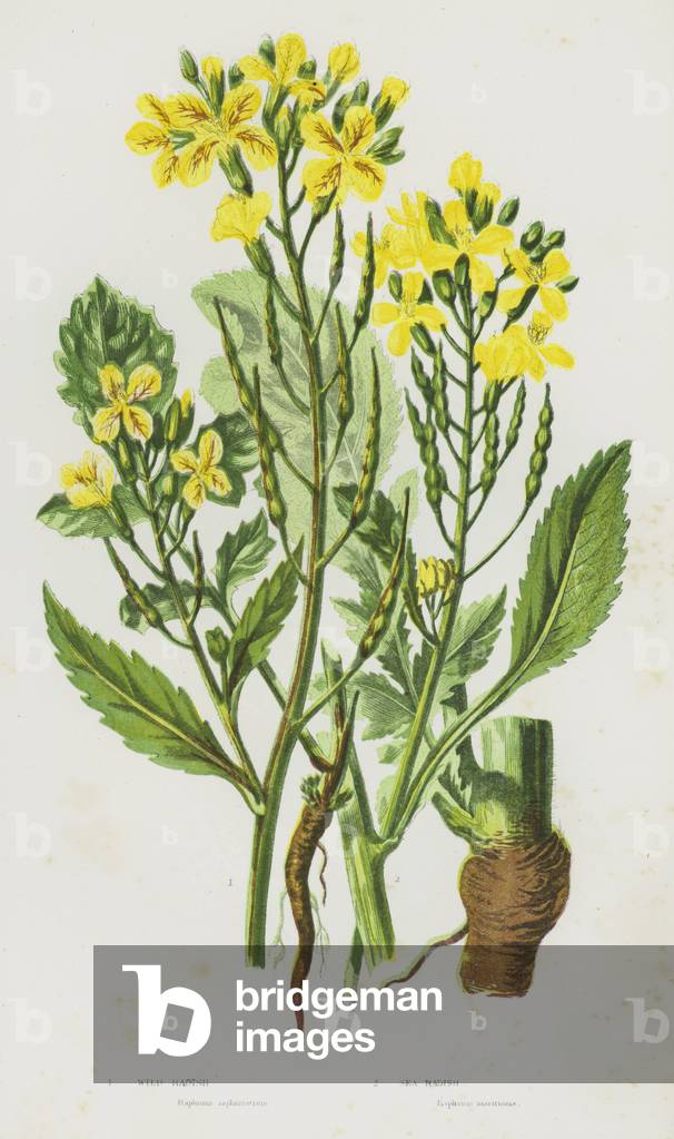 "Le piante da fiore Gran Bretagna: Ravanello Selvatico" di English School