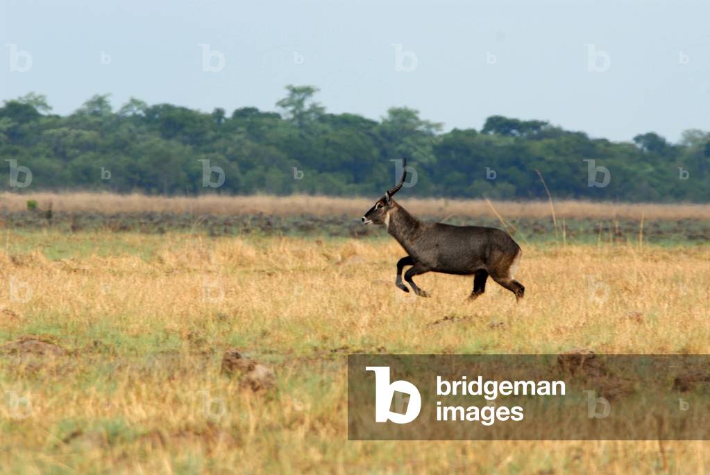 Zambia