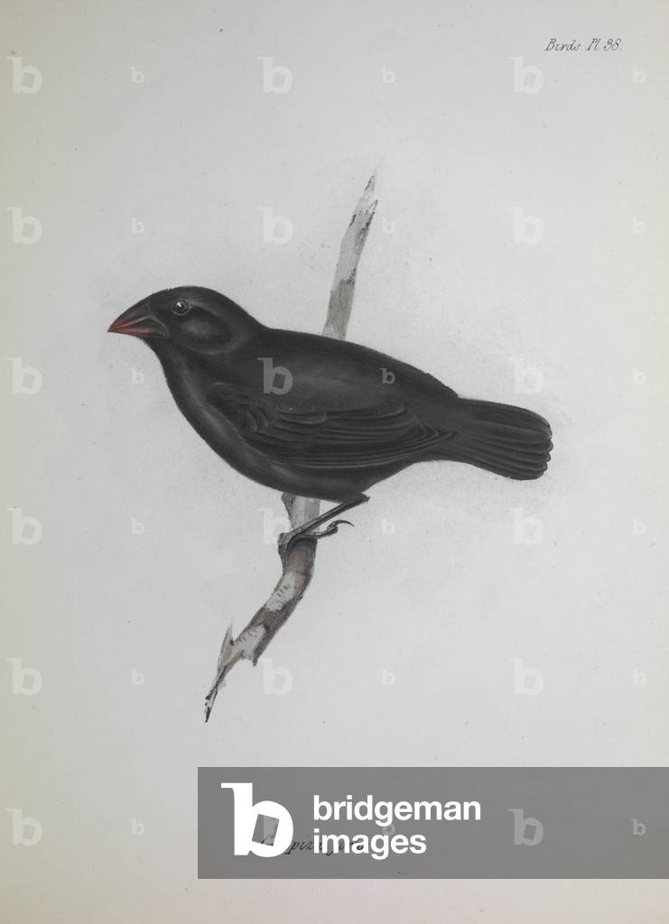 illustration de la zoologie du Beagle