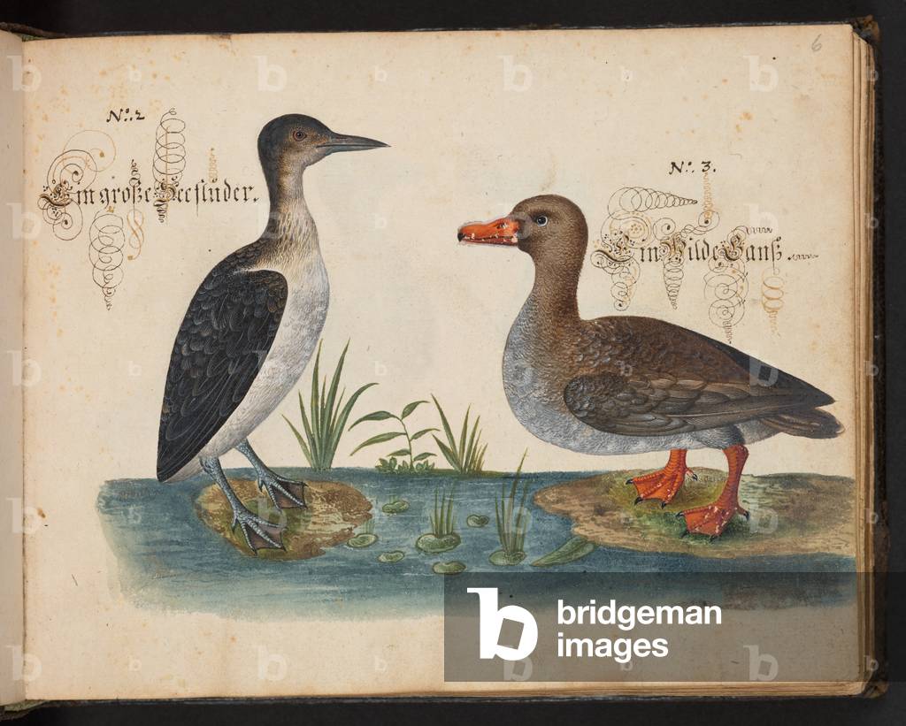 «Un'esatta descrizione naturale e delineazione degli uccelli acquatici, dei pesci, delle bestie a quattro zamp