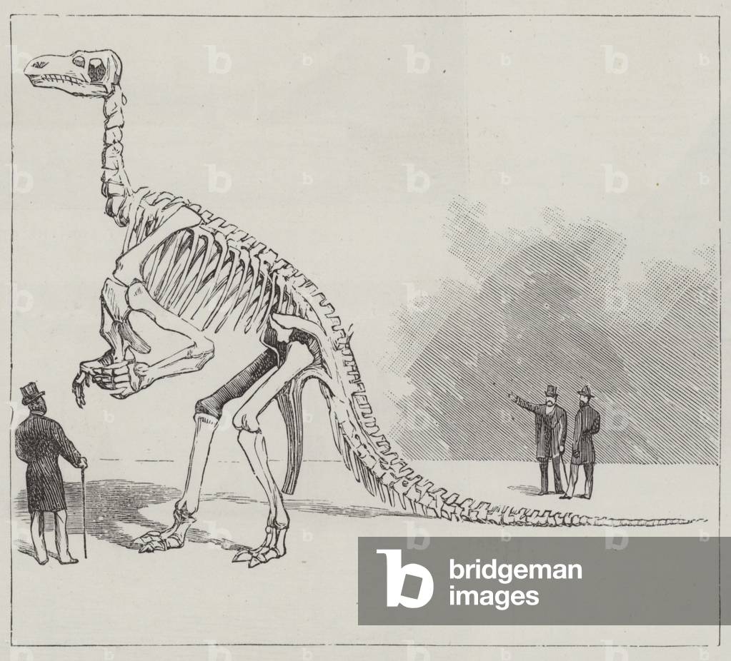 L'iguanodon de Bernissart (gravure) par English School