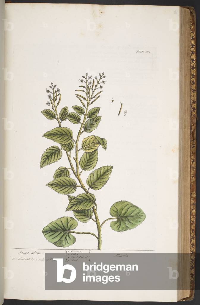 Assiette 372, de « A Curious Herbal », 1737 (gravure colorée)