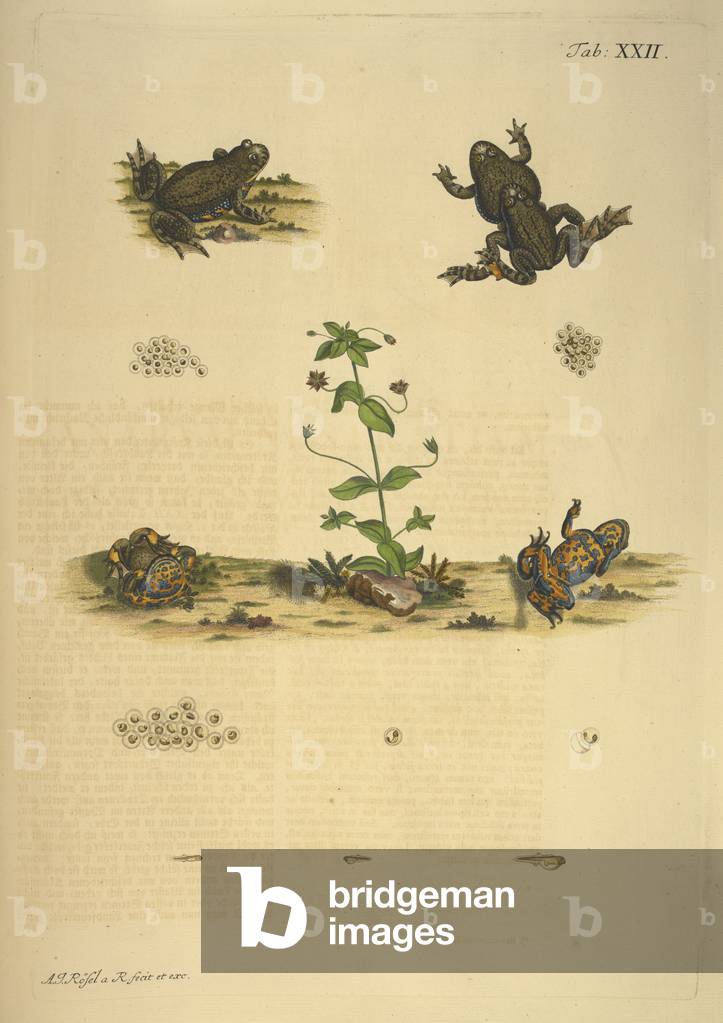 Illustrations de grenouilles et de frayères., b/w