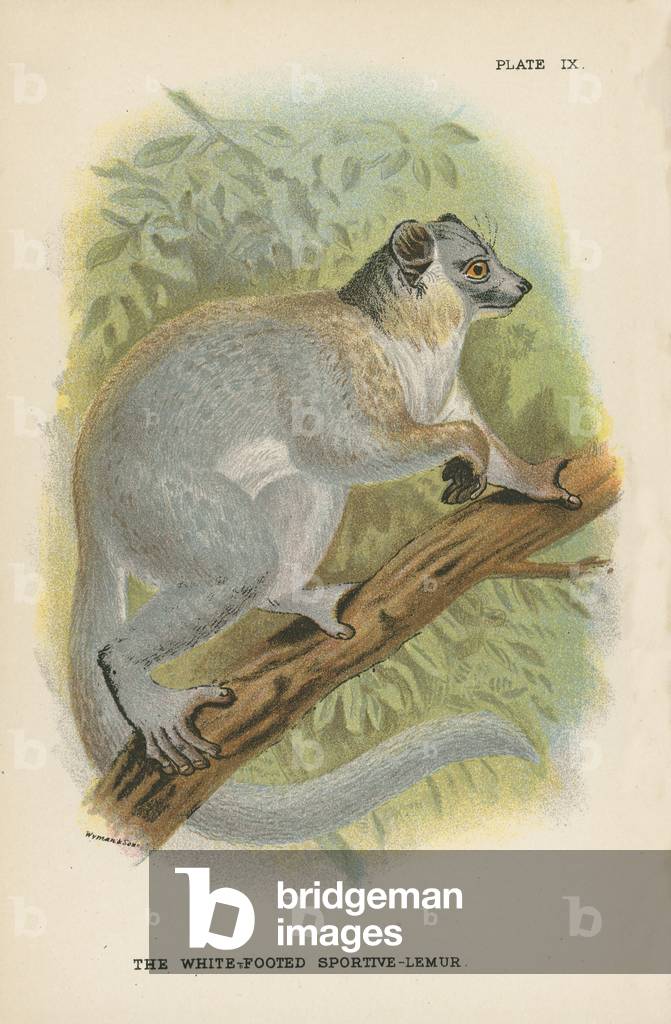 The White-Footed Sportive-Lemur (color lito)