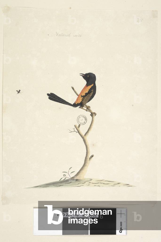 Image of Drawing depicting Page 33. Natural size Red 1791 by Unknown artist, b/w