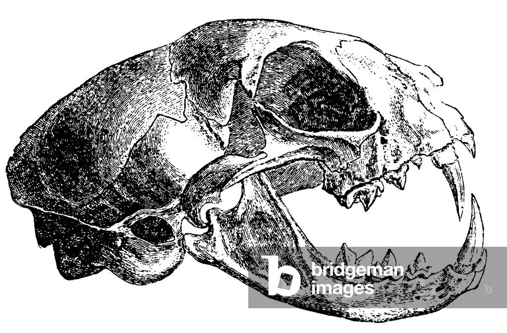 Immagine di Incisione "Gatto selvatico", b/w