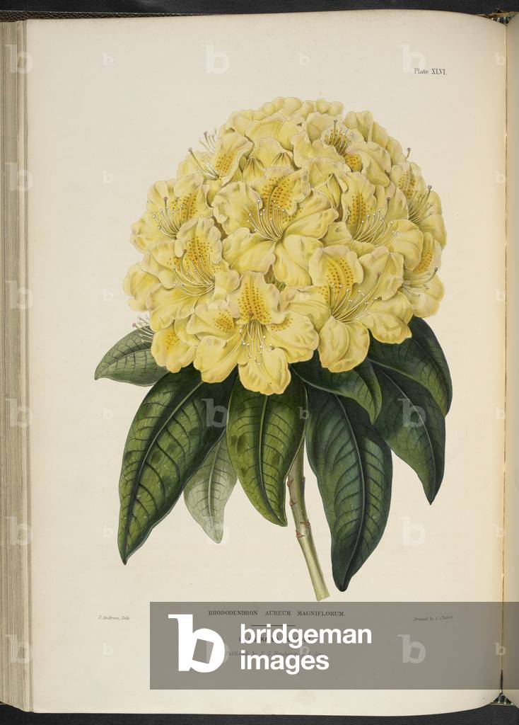 Rhododendron aureum magniflorum.