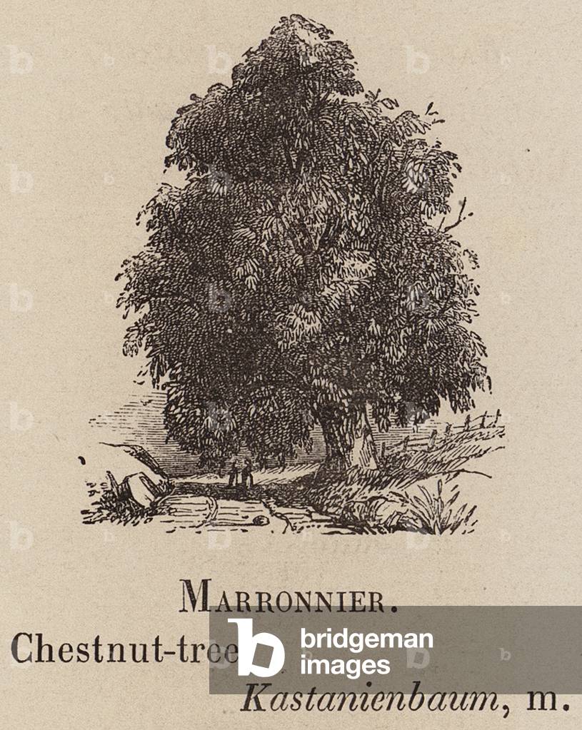 "Le Vocabulaire Illustre: Marronnier; Castagno; Kastanienbaum (incisione)" 1873 di European School