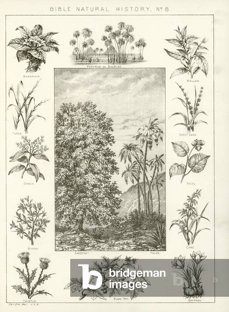 Bible natural history (engraving)