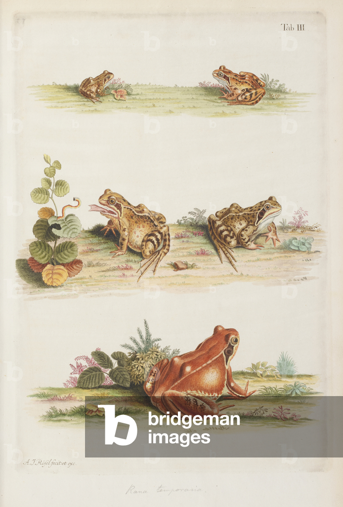 Image de Gravure représentant Grenouille commune (Rana temporaria) 1758 par Johannes Augustin Rosel von Rosenh