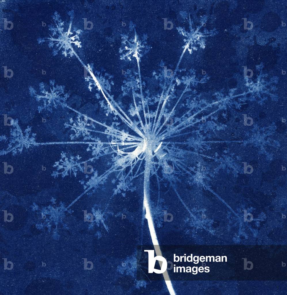 KuhPetersilie, 2013 (Zyanotyp)