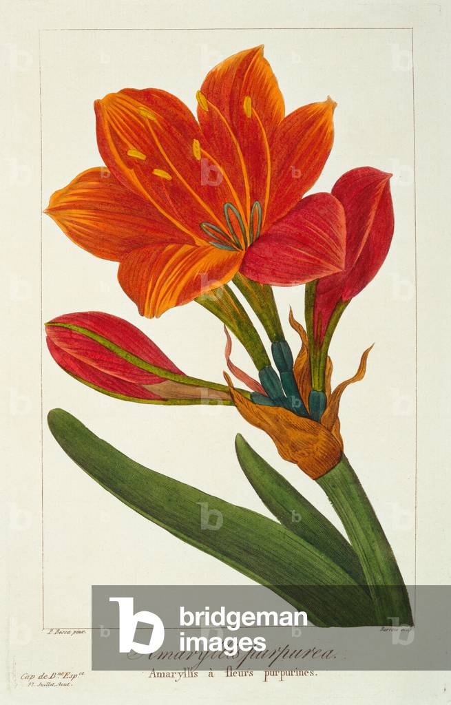 Amaryllis purpurea, 1836 (incisione colorata a mano)
