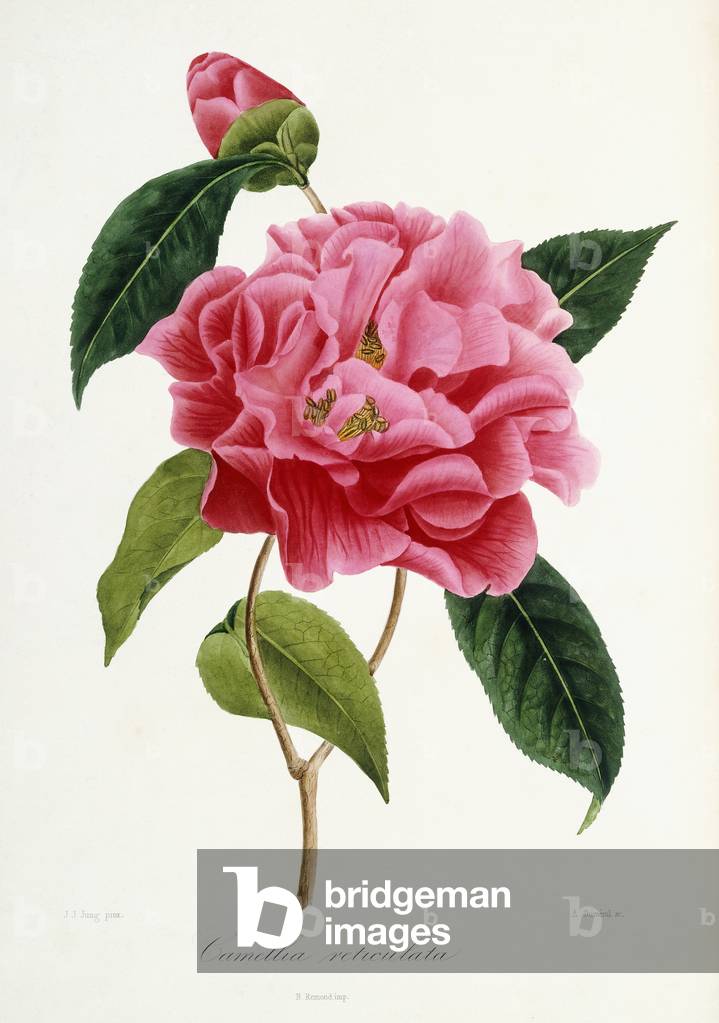 Camellia reticulata, 1839-1943 (engraving printed in colour and finished by hand)