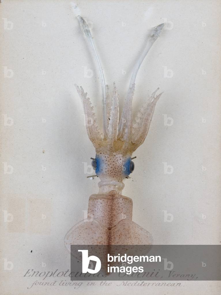 Bild von Fotografie "Enoploteuthis owenii" 1895