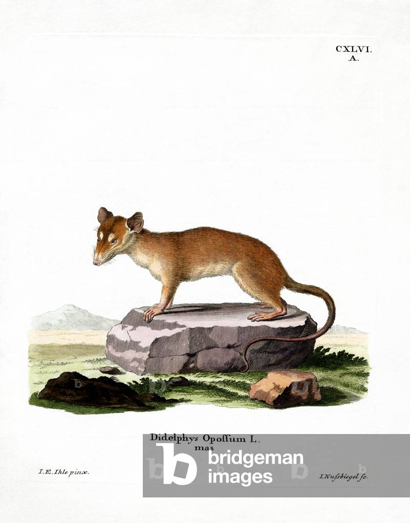 Immagine di Incisione "Opossum nordamericano (incisione colorata)" di German School