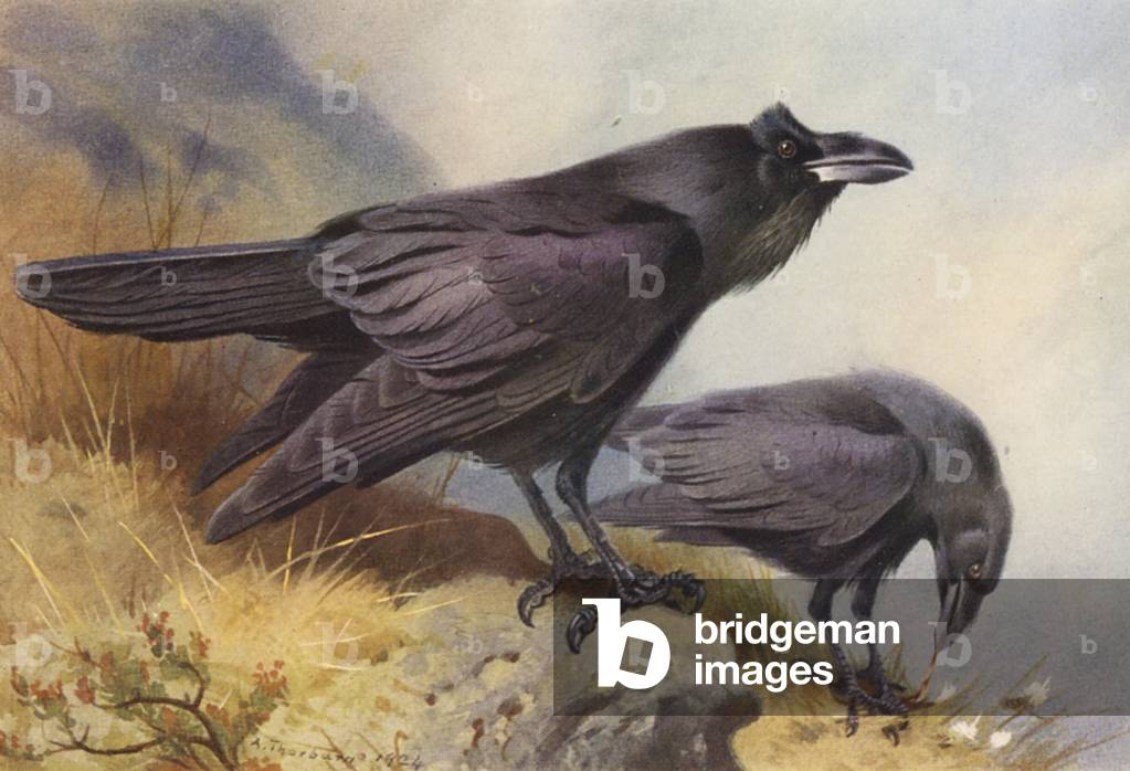 Image de Estampe représentant Raven (lithographie en couleur) 1901 par Archibald Thorburn