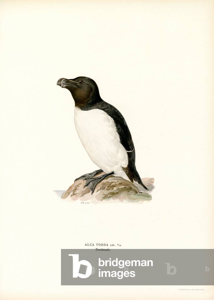 Razorbill (Farblitho)