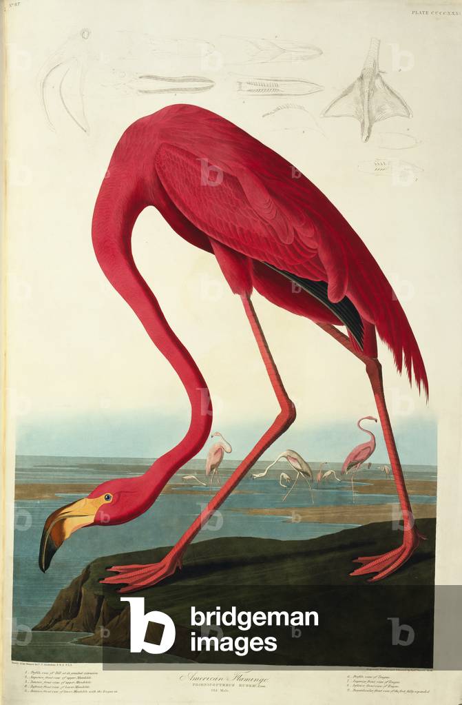 Phoenicopterus ruber, greater flamingo, Plate 431 from John James Audubon's Birds of America, original double 