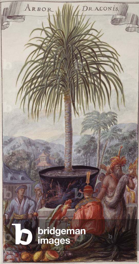 Arbor draconis