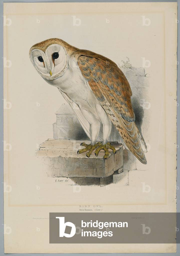Strix Flammea - Barn Owl (colour litho) by John Gould