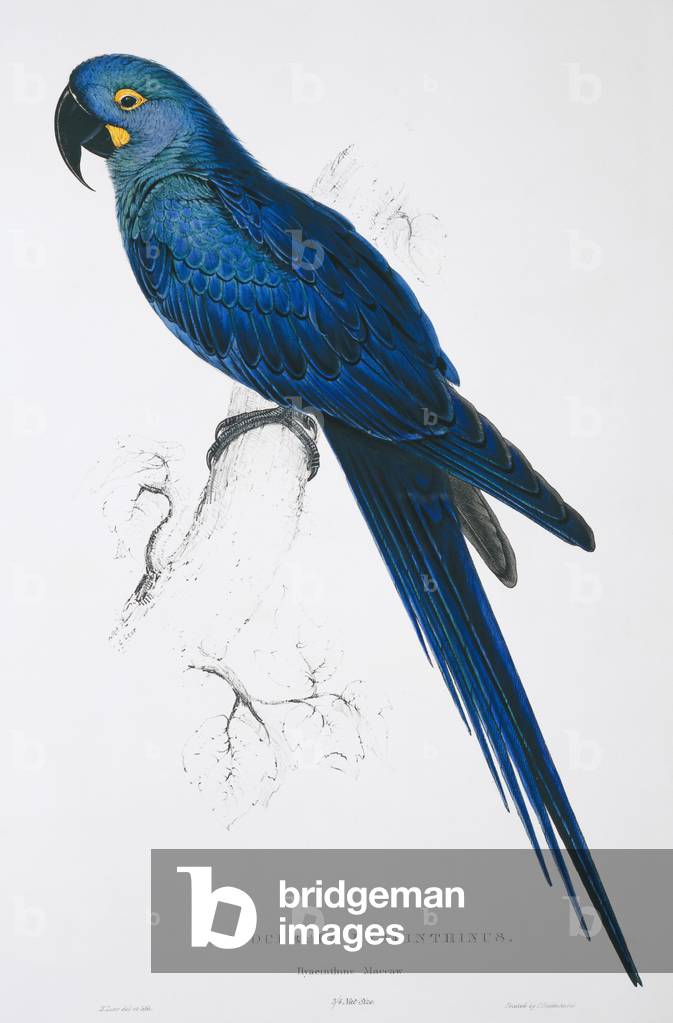 Anodorhynchus hyacinthinus