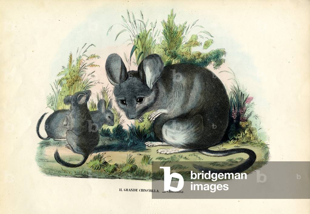 Chinchilla, 1863-79 (Farbe litho)