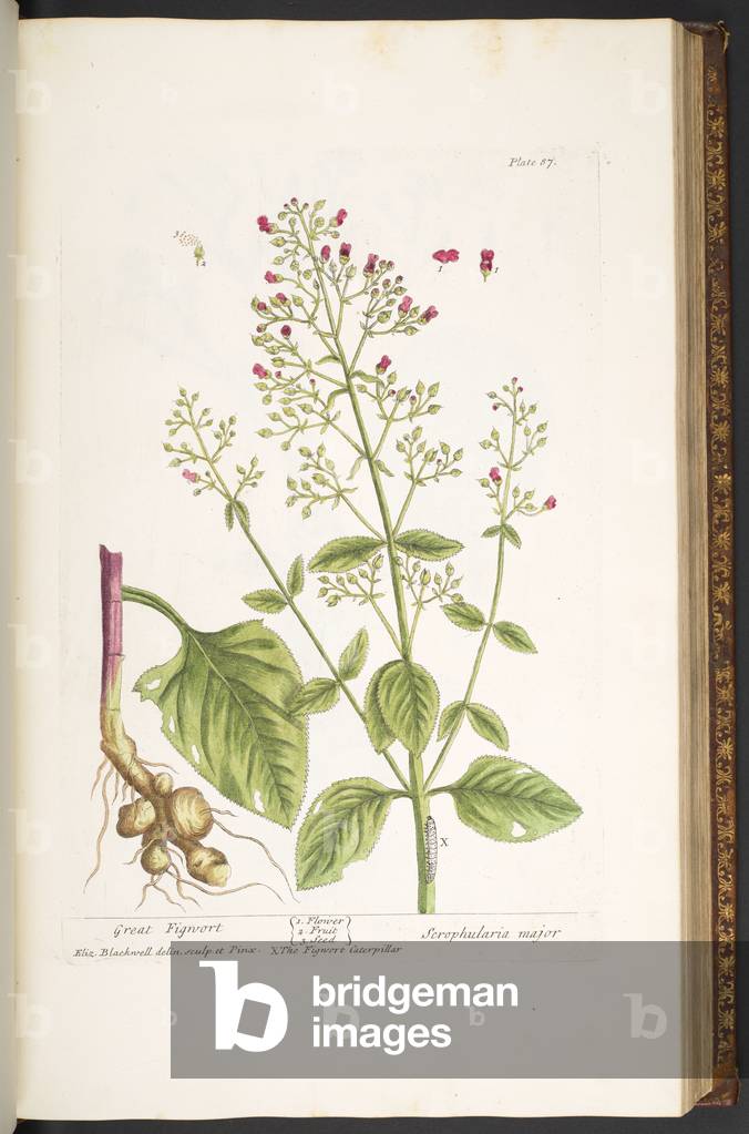 Image de Gravure représentant Assiette 87 1737 par Elizabeth Blackwell