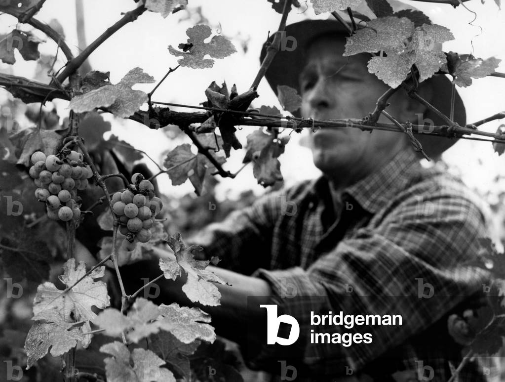 Immagine di Fotografia "La vendemmia"