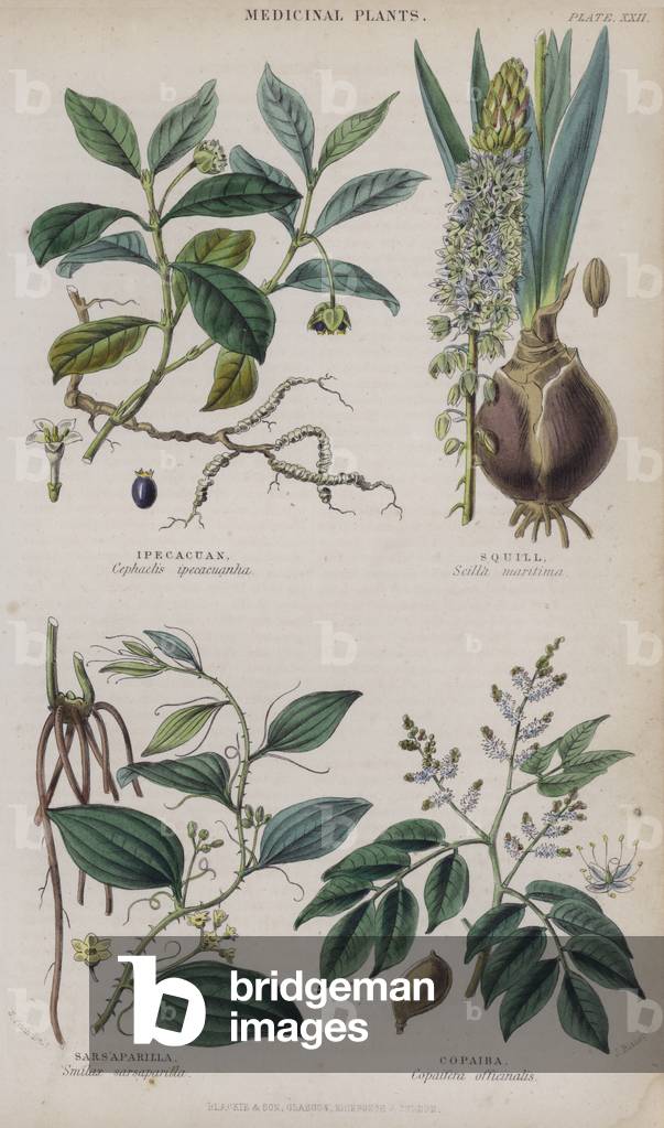 Ipecacuan; Squill; Sarsaparilla; Copaiba (coloured engraving)