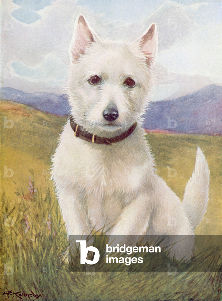 Bild von Druck "Weißer Terrier (Farblitho)" 1901 von A. E. Kennedy