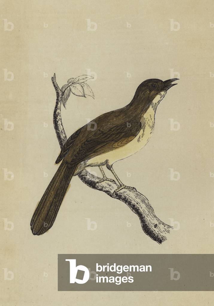 Mocking Bird (colour litho)