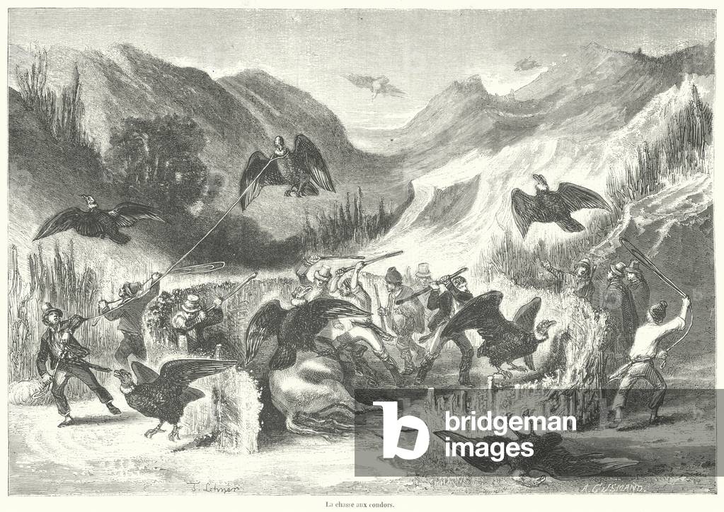 "La chasse aux condors (incisione)" 1900 di French School