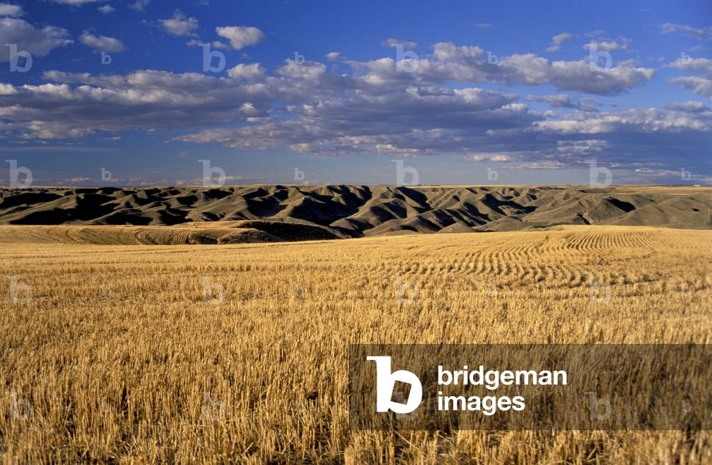 Bild von Fotografie "Montana. Feld und Hügel"