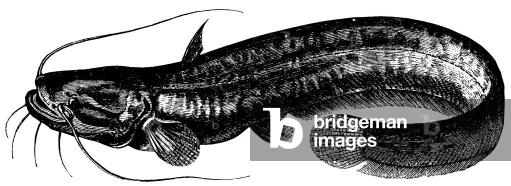 Catfish