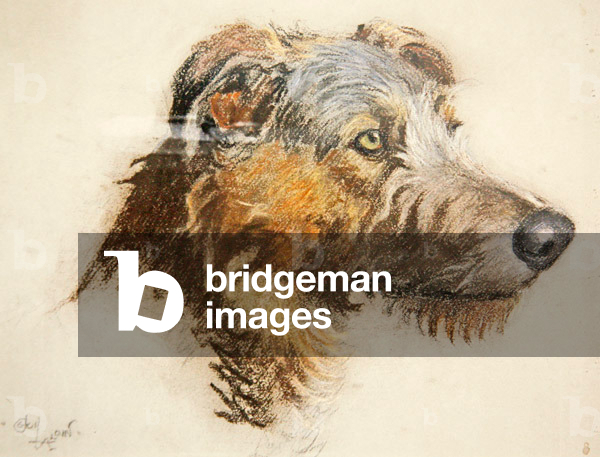 Un cervo scozzese segugio (pastello su carta colorata)