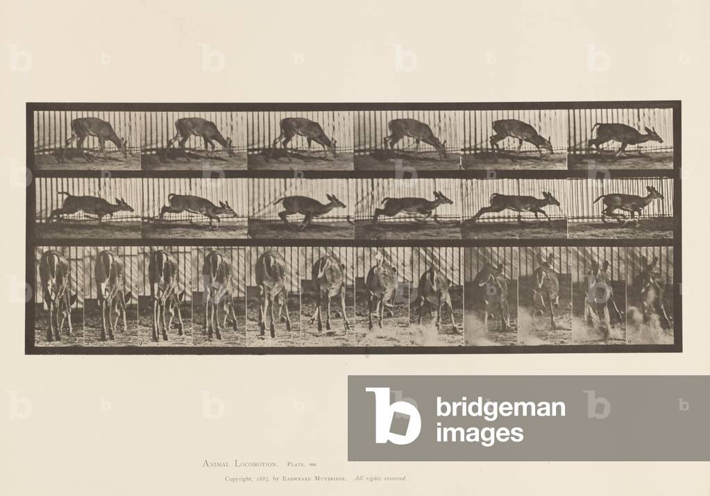 Bild von Fotografie "Teller 681. Virginia Deer; (Kein Geweih) Buck Walking" 1885 von Eadweard Muybridge, b/w