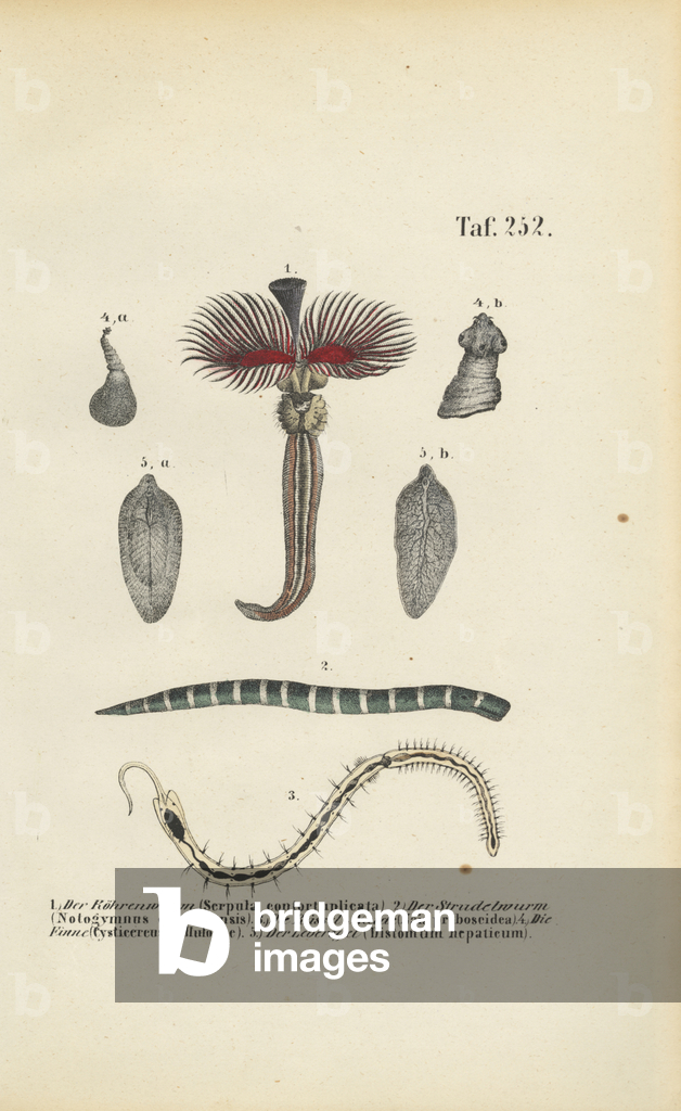 Image of Engraving depicting Tube Worm 1850 by J. W. Tenhaeff