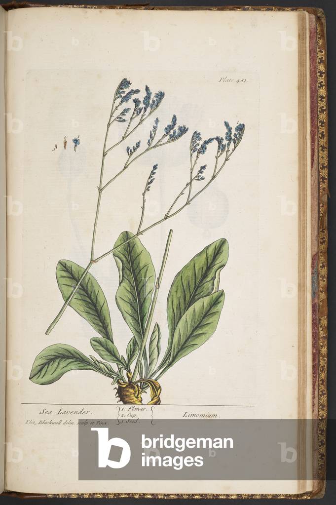 Immagine di Incisione "Piatto 481" 1737 di Elizabeth Blackwell