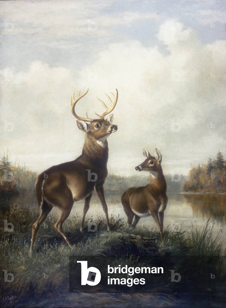 Bild von Gemälde "Buck und Doe" 1885 von Arthur Fitzwilliam Tait