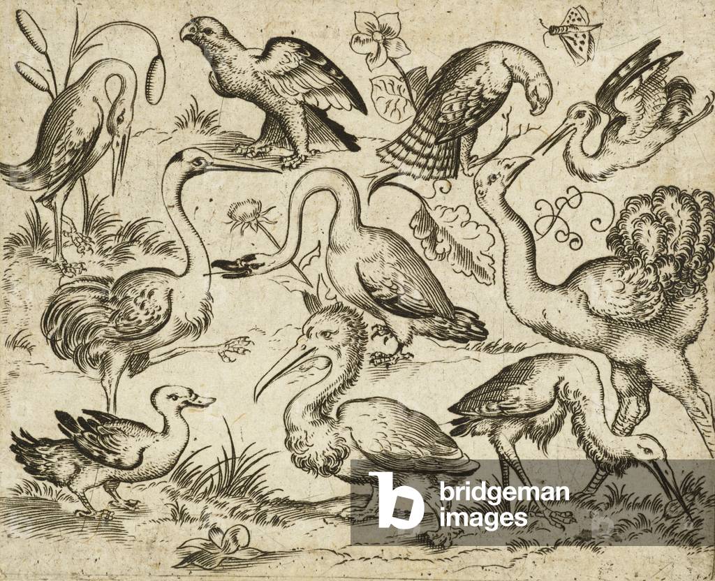 Ostrich on left side with nine other birds, including a heron and a pelican, depicted on a minimal ground with