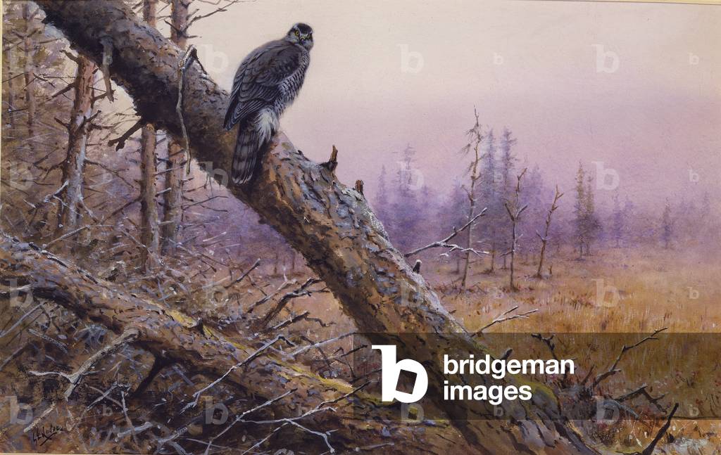 Image of Painting depicting Adult Goshawk at forset edge by George Edward Lodge