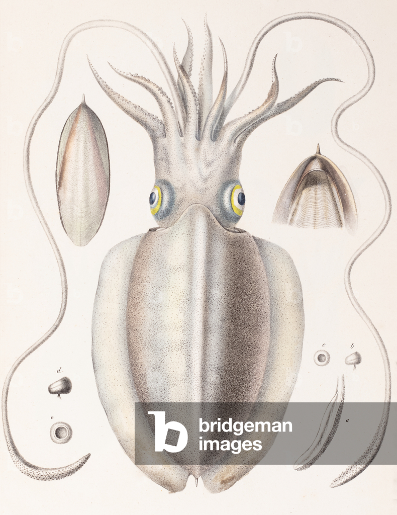 Cuttlefish, 1835–1848 (Plate)