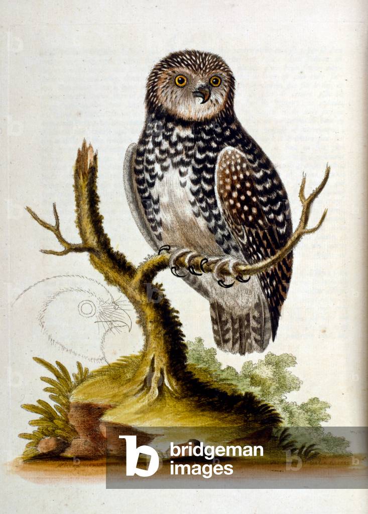 "Illustrazione ad acquerello tratto da un libro di uccelli rari di G Edwards 1750. George Edwards (1694-1773) 