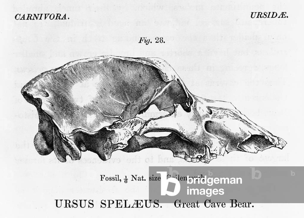 "Ursus speleaus" 1844 von English School, b/w