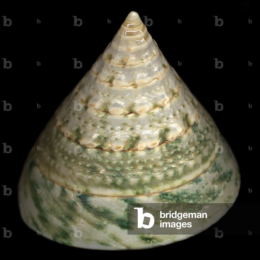 Guscio superiore maculato (foto)