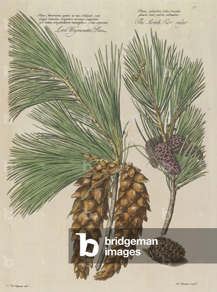 Image of Engraving depicting Eastern white pine (Pinus strobus) 1730 by Jan van Huysum
