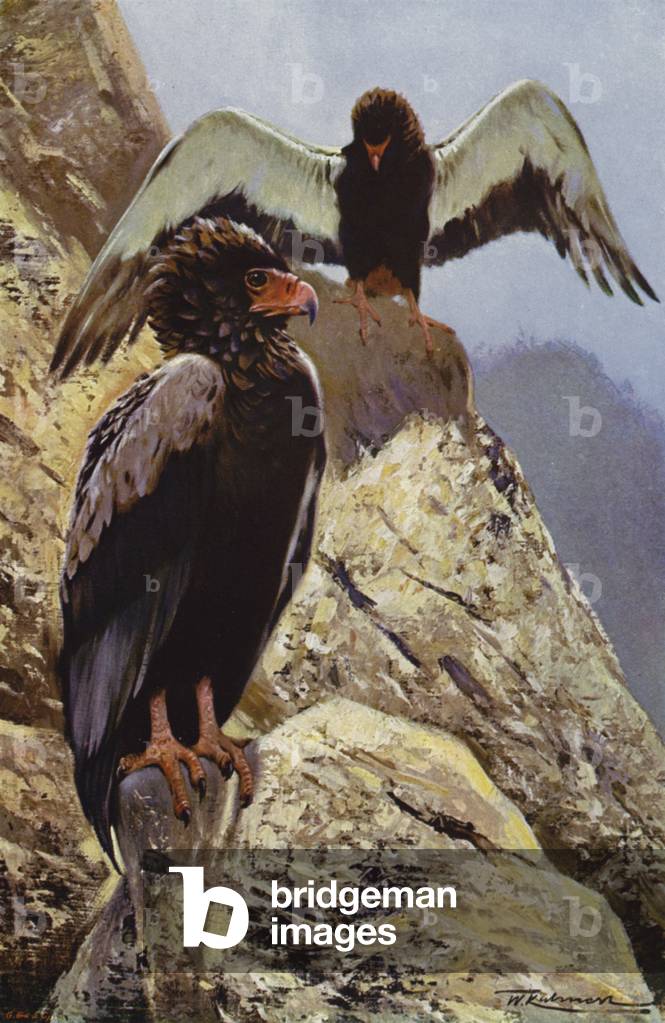Bateleur Eagle (Farbe Litho)